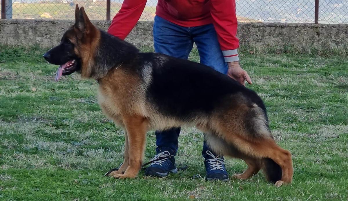 Apoll di casa Cacozza | German Shepherd Dog 