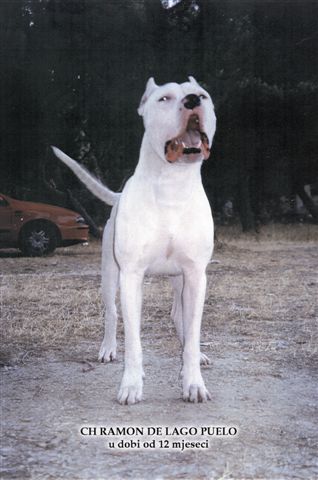 Ramon de Lago Puelo | Argentine Dogo 