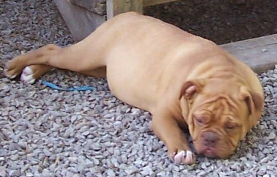 BuffaloCreek's/Tompkin's Red Cloud | Olde English Bulldogge 