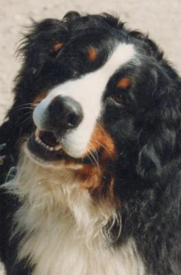 Fedor Uit H. Galgenveld | Bernese Mountain Dog 