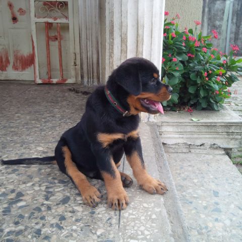 Oscar Tchimela Dogs | Rottweiler 
