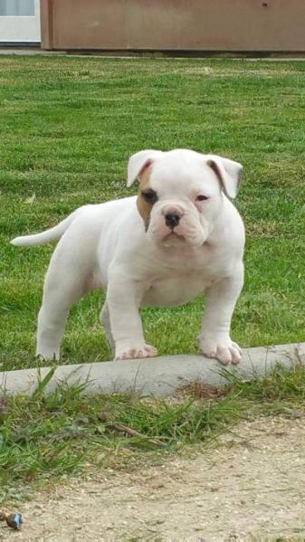 World ReNowned American Bulldog's Huggie Bear | American Bulldog 