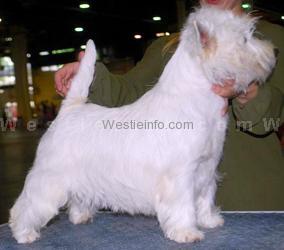 Happy White from My Westie | West Highland White Terrier 