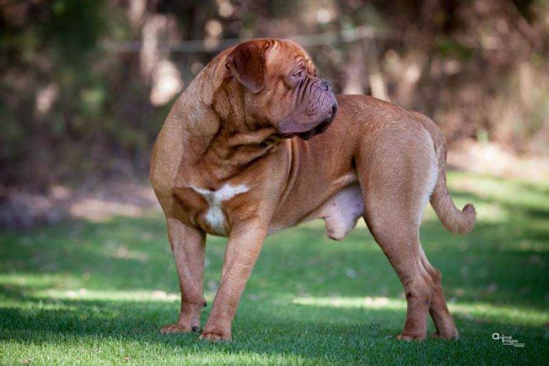 Amedange Sweet Thing | Dogue de Bordeaux 