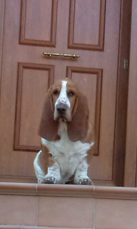 felipe pipo | Basset Hound 