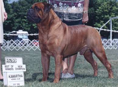 Hanovers Simon of Mill Creek | Bullmastiff 