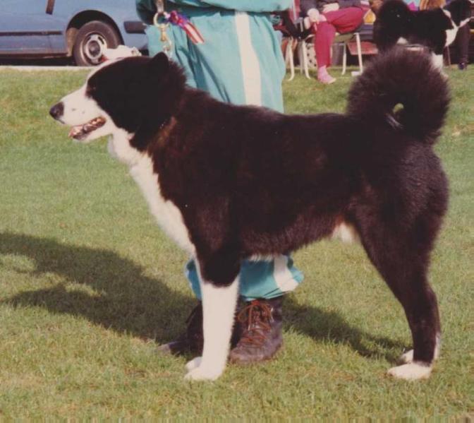 FINMARK de la Cote des Lutins | Karelian Bear Dog 