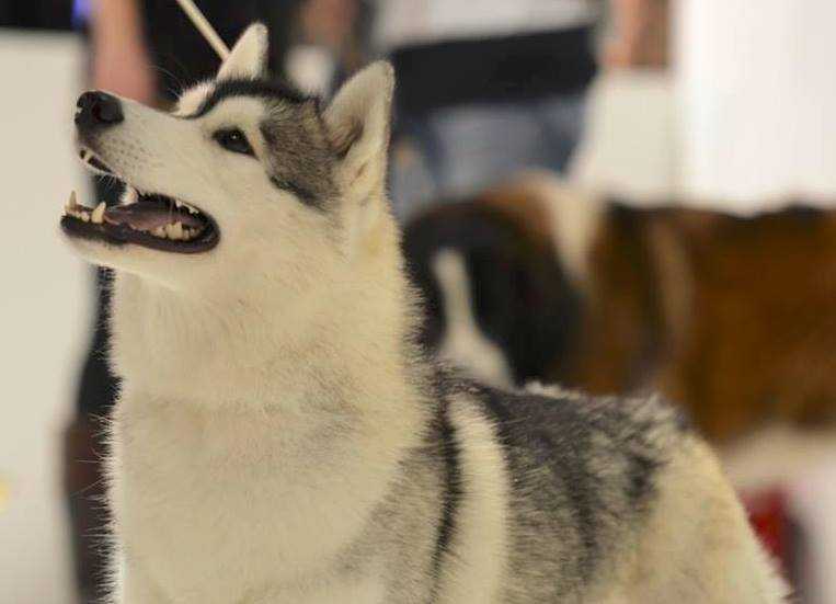 Bahiyya Ancient Tribe | Siberian Husky 