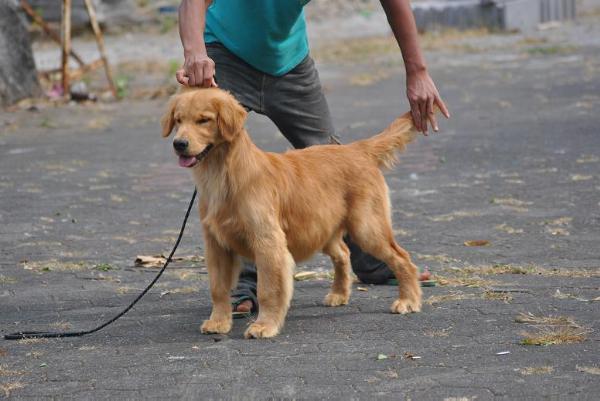 Golden Fraternity Ajax | Golden Retriever 