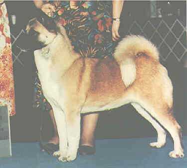 K Oka Golden Gait Esko | Akita 