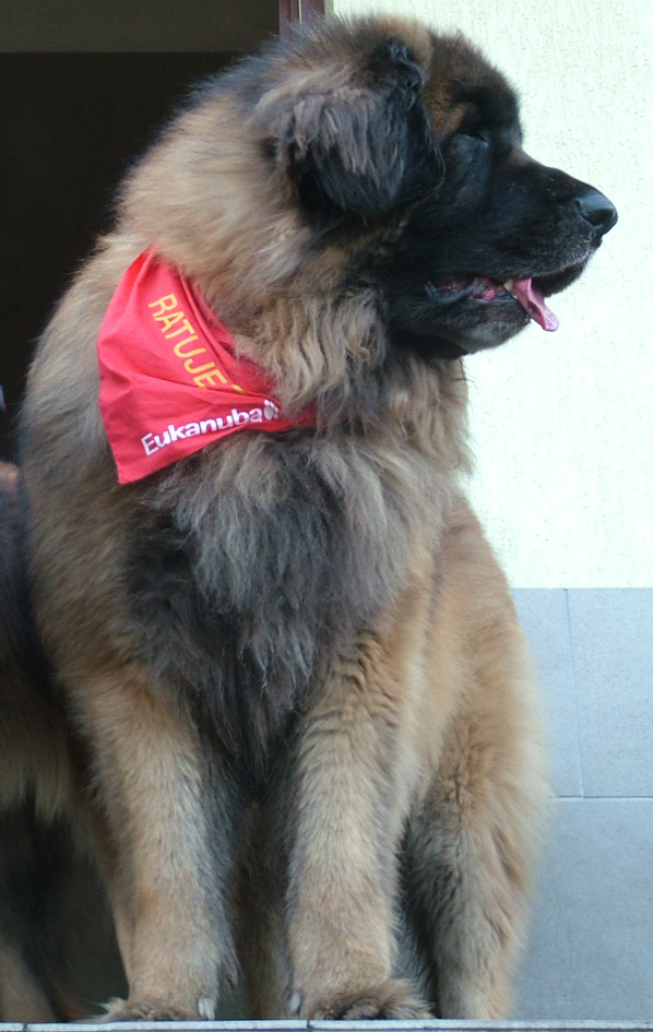 Deadjay du Plateau Bavarois | Leonberger 