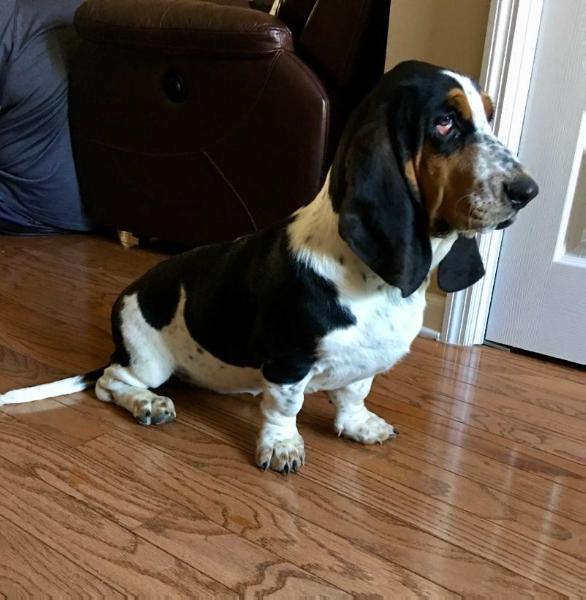 Sampsons Pretty Sasha Heaven Scent | Basset Hound 