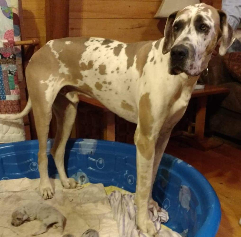 Tada's I'm So Butch | Great Dane 