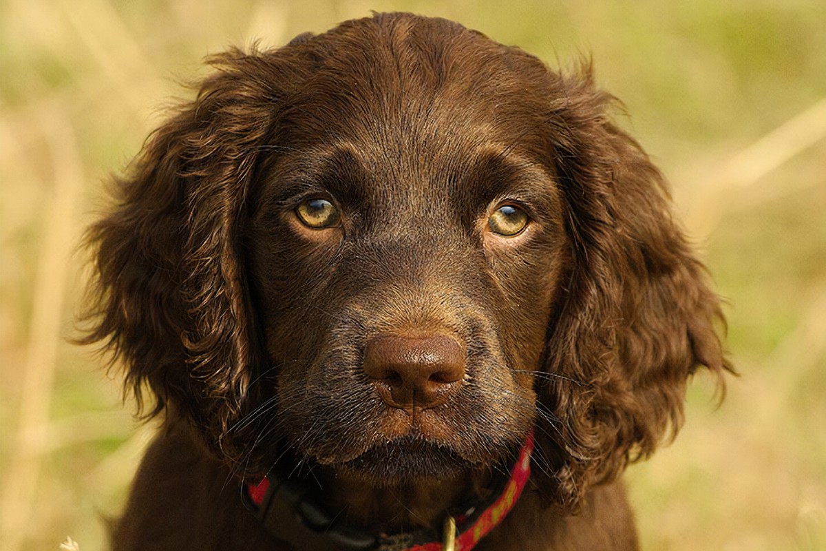 Boykin Spaniel