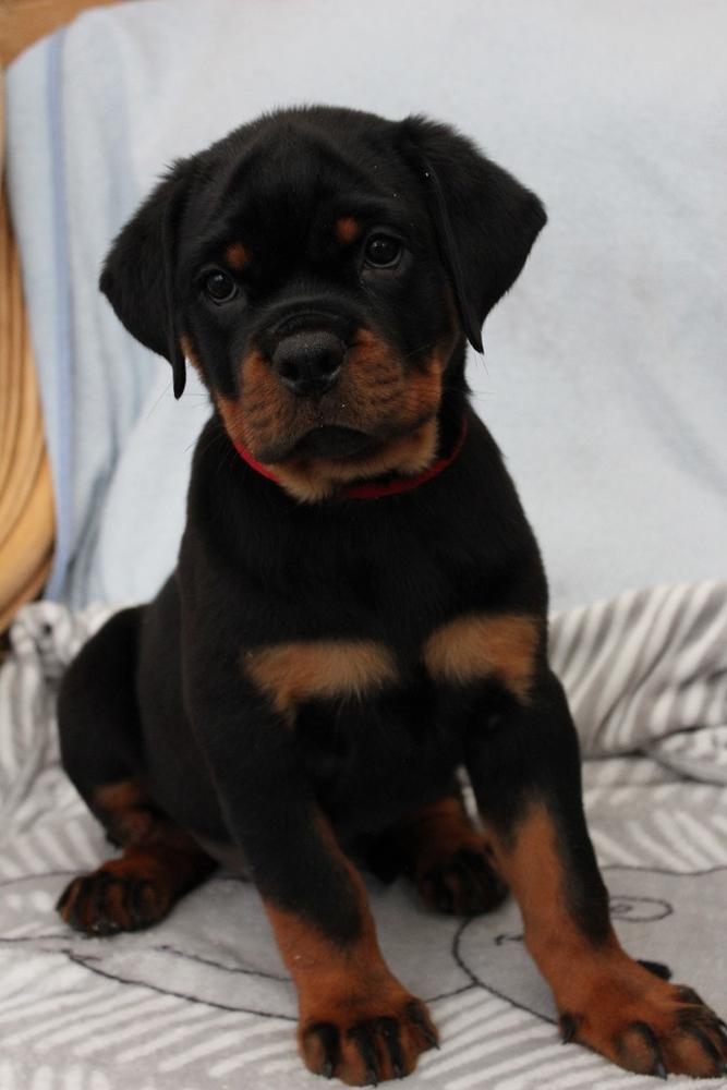 Lagvuchi Jasmine | Rottweiler 