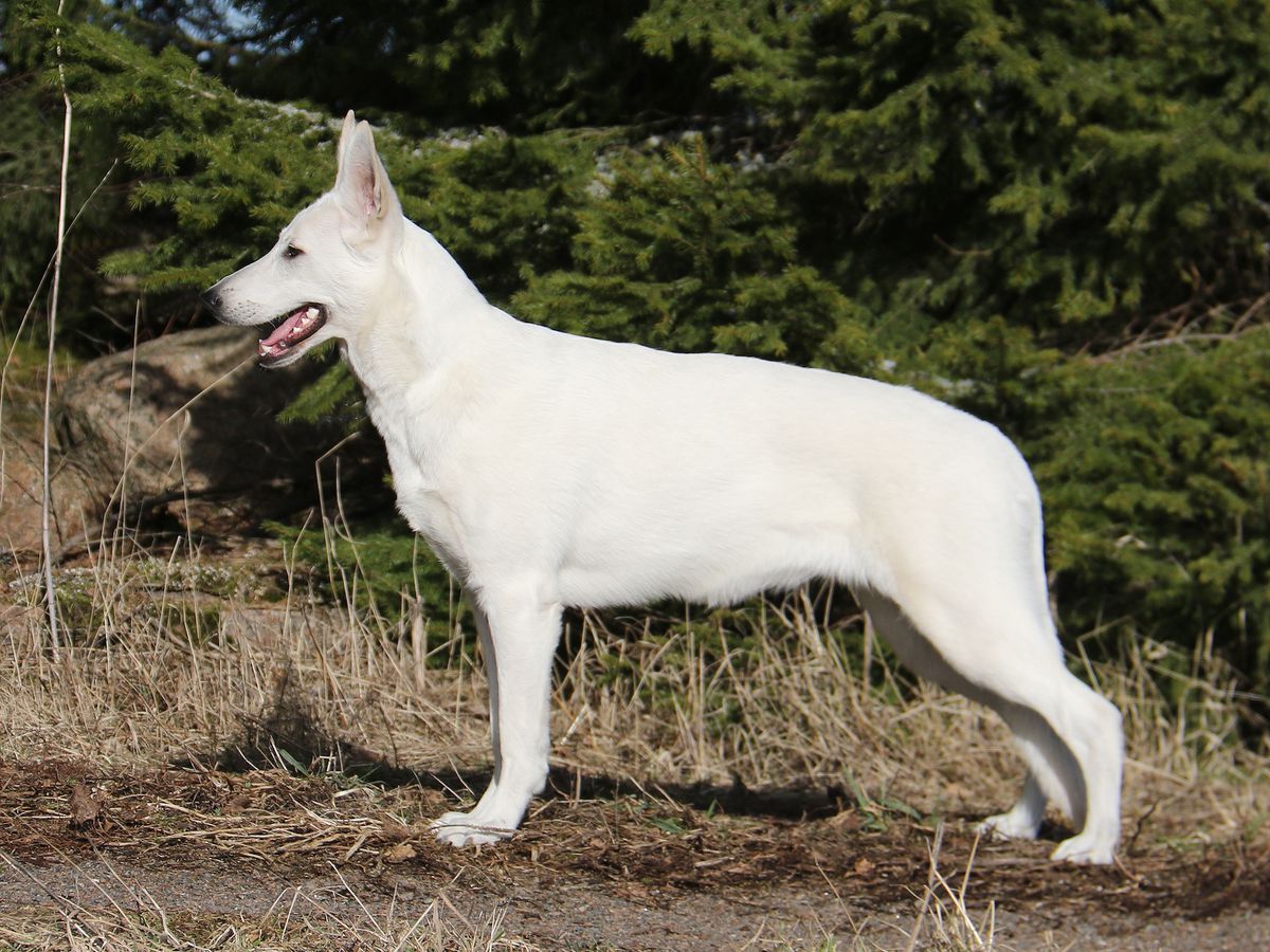 Born to Win White Octavia | White Swiss Shepherd Dog 