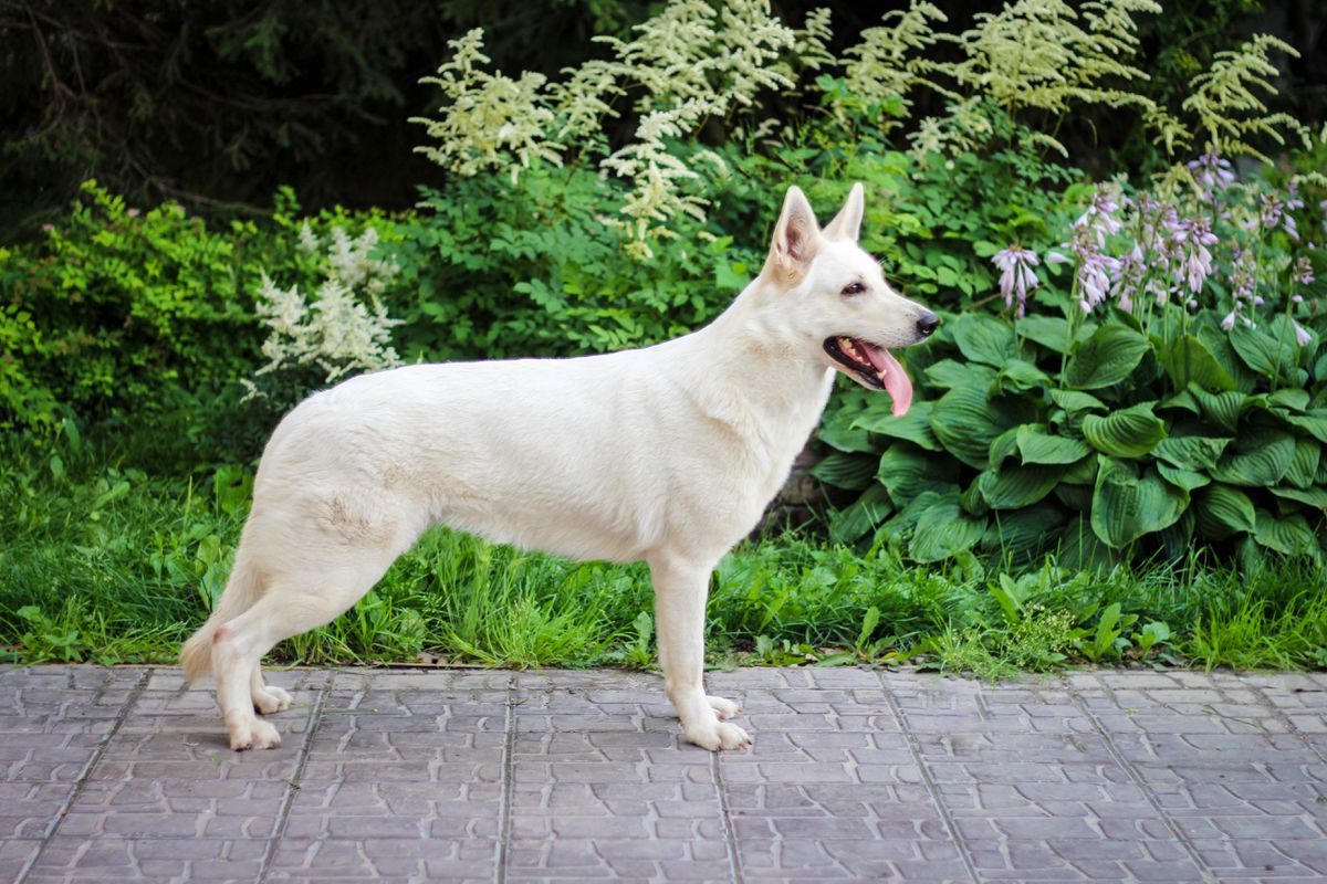 Sibirskoe Solnce Otvaga | White Swiss Shepherd Dog 