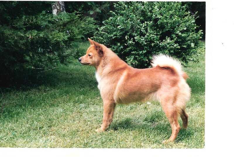 HELSINKIE LOF. 163/51 | Finnish Spitz 