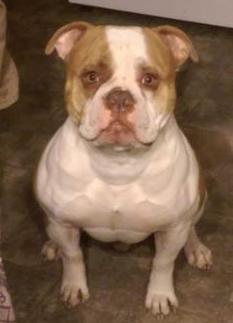 Caffery's Josey Wales aka Jericho | American Bulldog 