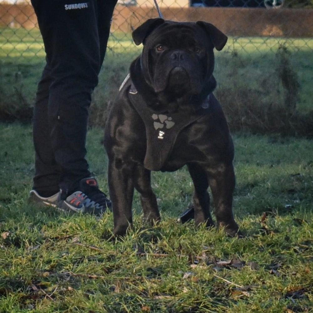 Stjernkvists Gnome | Olde English Bulldogge 