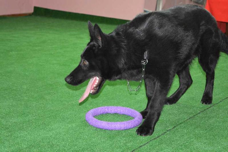 OSKAR von Armenikum | German Shepherd Dog 