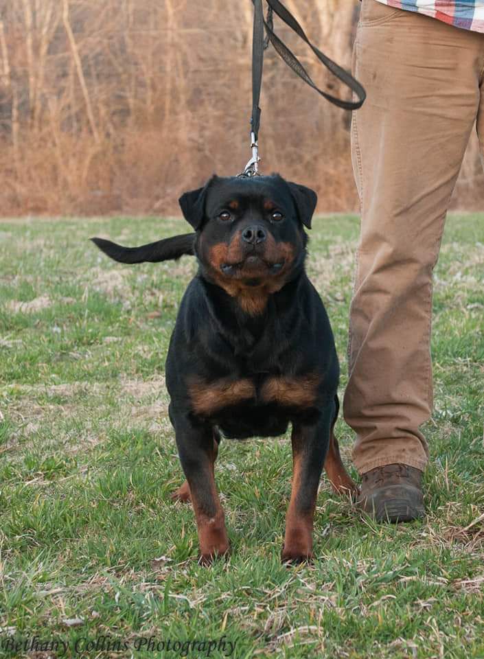 Quinney Von Turm Hugel | Rottweiler 