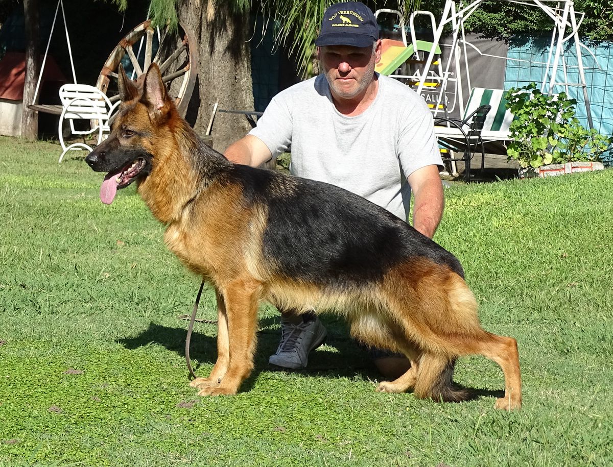 Enschi vom Team Piste Trophe | German Shepherd Dog 