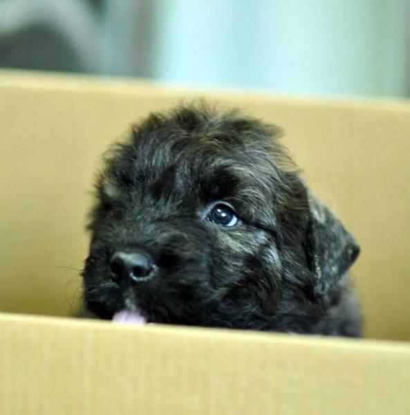 SOPHIE BOUVI-BUZI | Bouvier des Flandres 