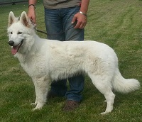 Neverending Tales Bambino Blanco | White Swiss Shepherd Dog 