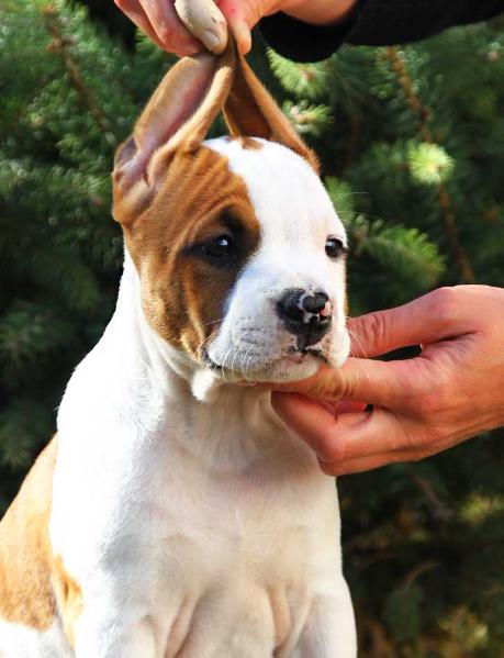 Shakespeare De M'A'M | American Staffordshire Terrier 