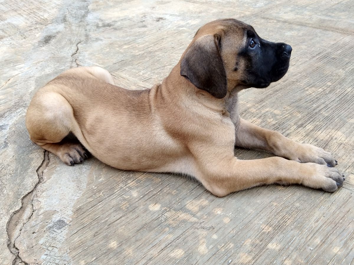 Clinton | African Boerboel 