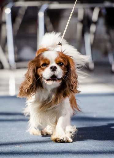 DAN Zlodziejska Zgraja | Cavalier King Charles Spaniel 