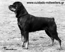 Cuidado My Girl | Rottweiler 