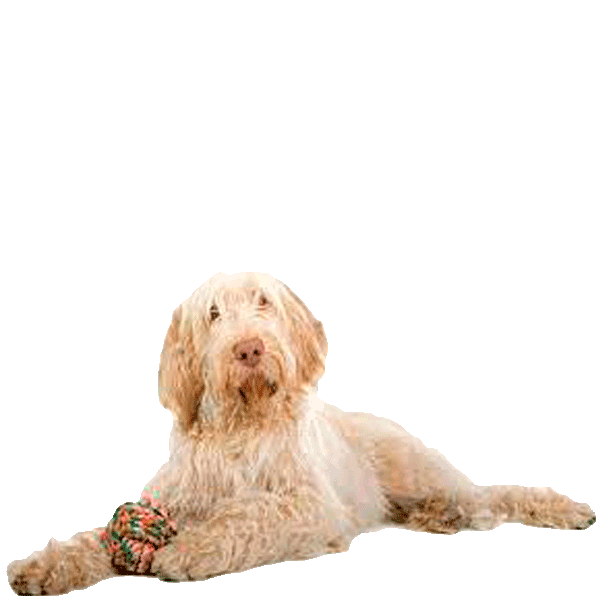 Spinone Italiano