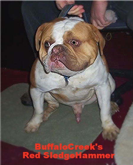 BuffaloCreek's Big Red SledgeHammer | Olde English Bulldogge 