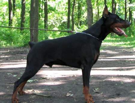 Modus Ost Dark Drakkar | Black Doberman Pinscher