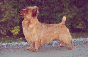 Tahee Tahene Sandstone | Australian Terrier 