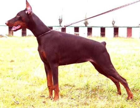 Modus Ost Formula First | Brown Doberman Pinscher