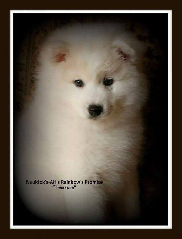 Nuuktoks-AH's Rainbow's Promise | American Eskimo Dog 