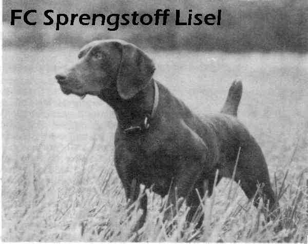 SPRENGSTOFF LISEL | German Shorthaired Pointer 