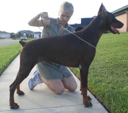 Canis Maximus Dea Dorres | Brown Doberman Pinscher