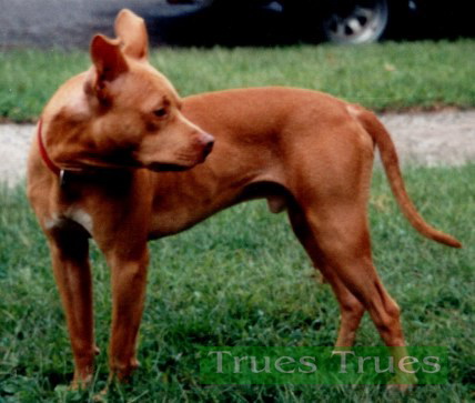 Dunlap's Buck | American Pit Bull Terrier 