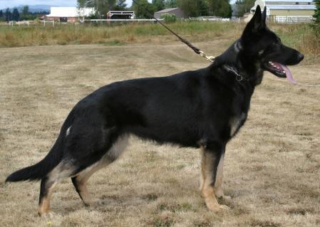 Henny vom Dainbacher Schloß | German Shepherd Dog 