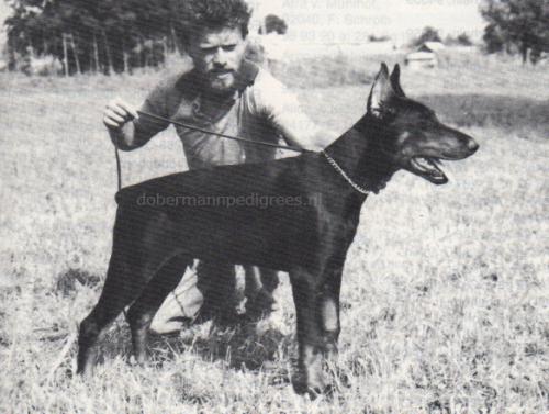 Boy v. Eschenhof  (DZB 98583) | Black Doberman Pinscher