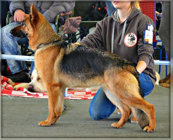 Cheska Star Beherzten Schloss | German Shepherd Dog 