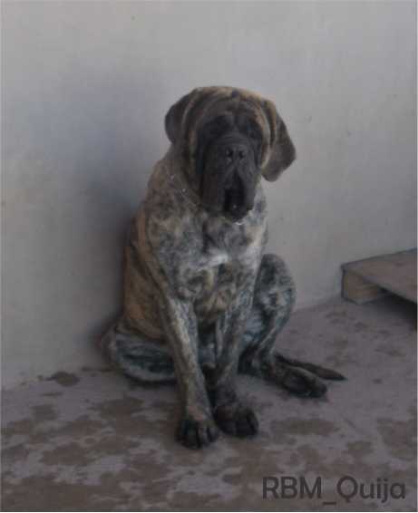 ORREY MO CUISLHE (ORDOÑEZ) | Mastiff 