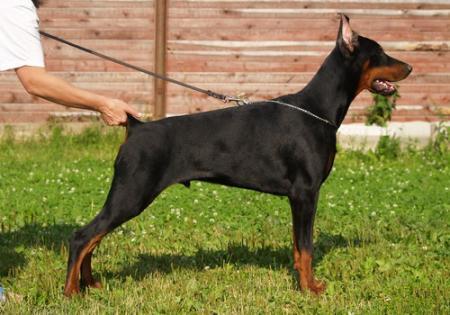 Sant Kreal Jerare | Black Doberman Pinscher