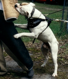 Antoidemalers Jas | American Bulldog 