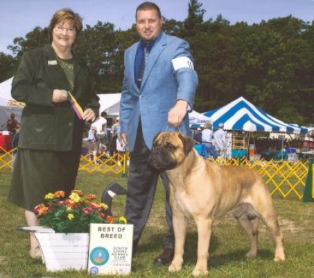 Seneschal Man About Town | Bullmastiff 