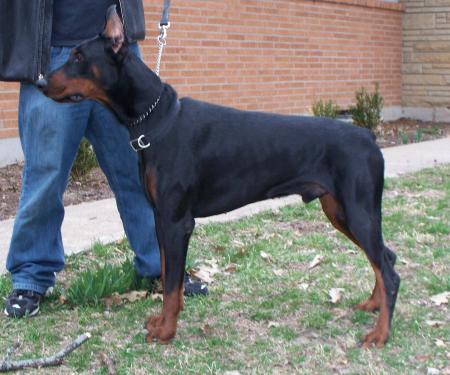 Sant Kreal Jozef | Black Doberman Pinscher